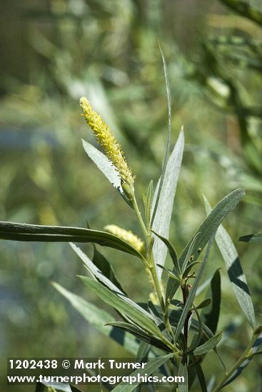 Salix columbiana