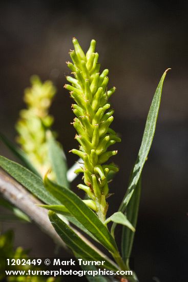 Salix columbiana