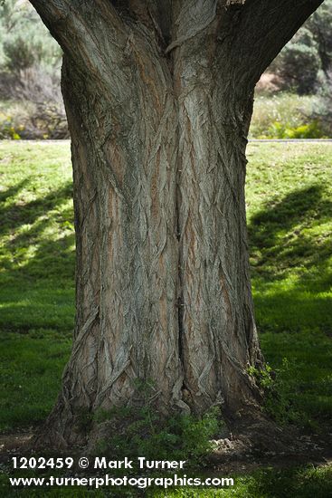 Robinia pseudoacacia