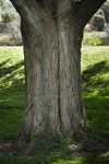 Black Locust trunk