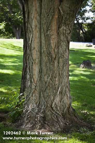 Robinia pseudoacacia