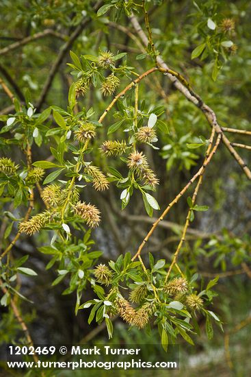 Salix lemmonii