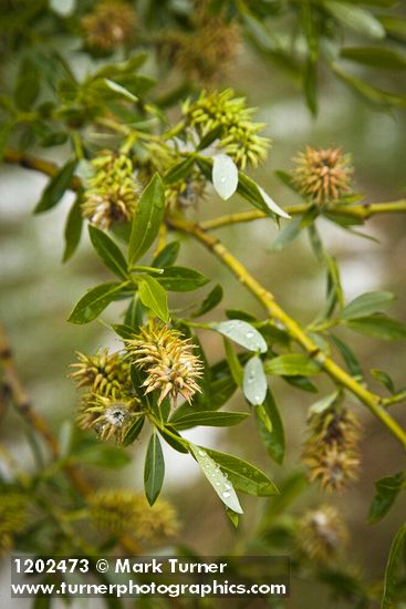 Salix lemmonii