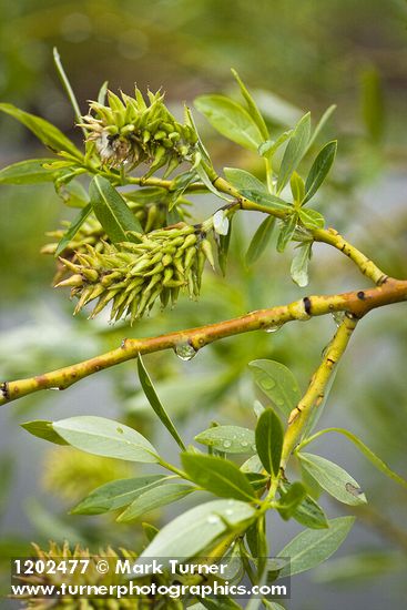 Salix lemmonii