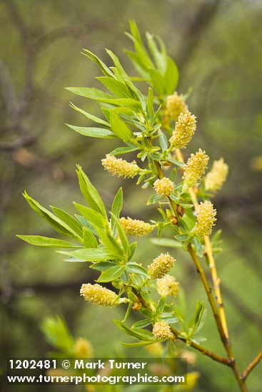 Salix lasiandra var. caudata