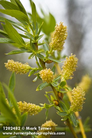 Salix lasiandra var. caudata