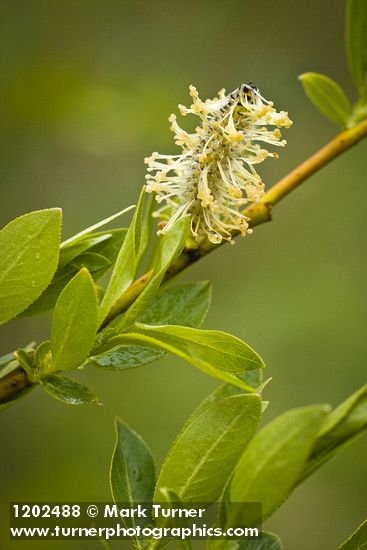 Salix boothii