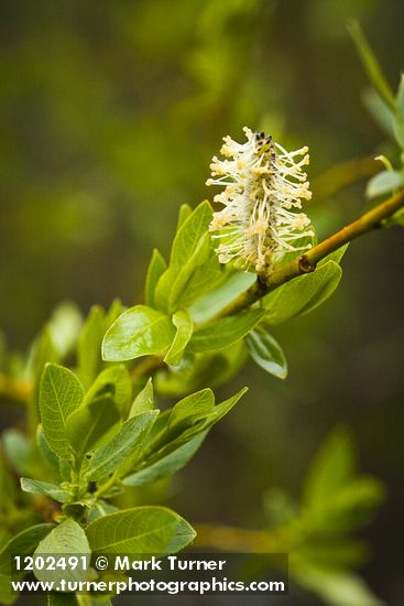 Salix boothii