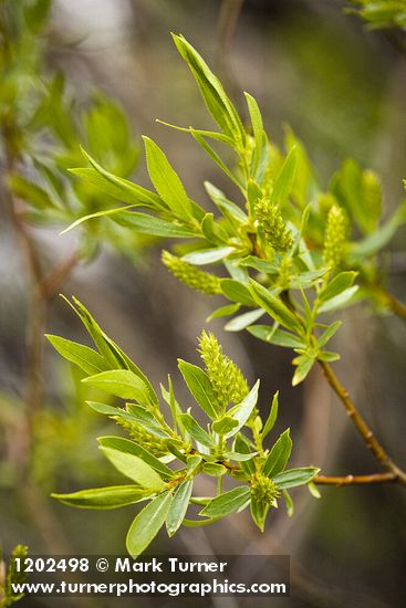 Salix lasiandra var. caudata