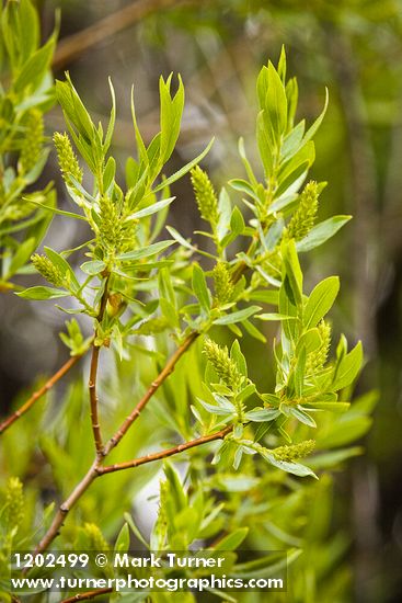 Salix lasiandra var. caudata