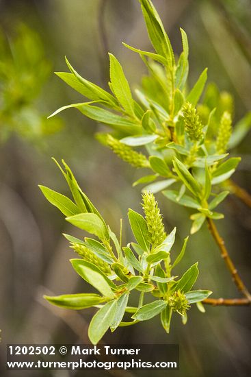 Salix lasiandra var. caudata