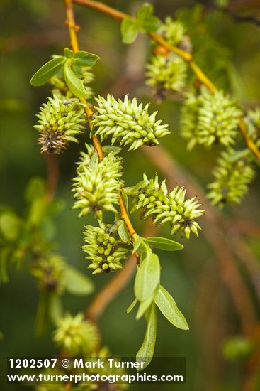 Salix boothii