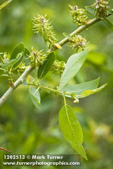 Salix lutea