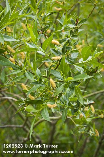 Salix lutea