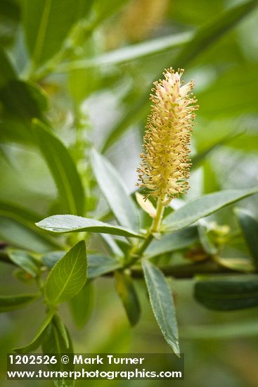 Salix lutea