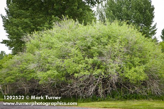 Salix lutea