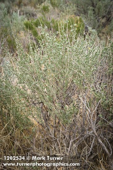 Atriplex canescens