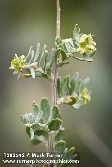 Atriplex canescens