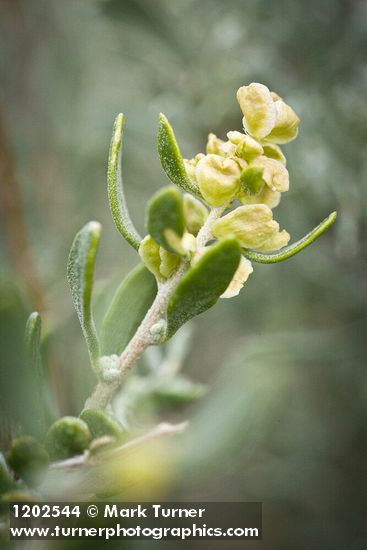 Atriplex canescens