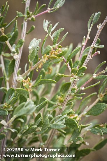 Atriplex canescens