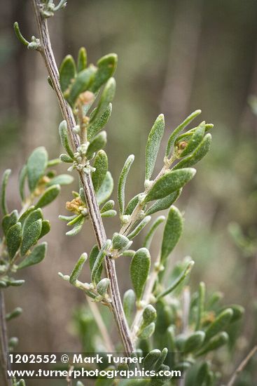 Atriplex canescens