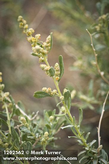 Atriplex canescens