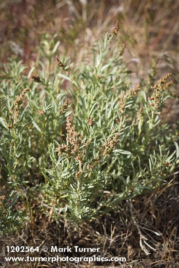 Atriplex gardneri var. falcata