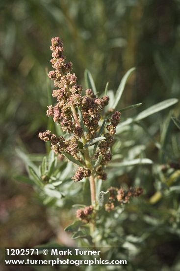 Atriplex gardneri var. falcata