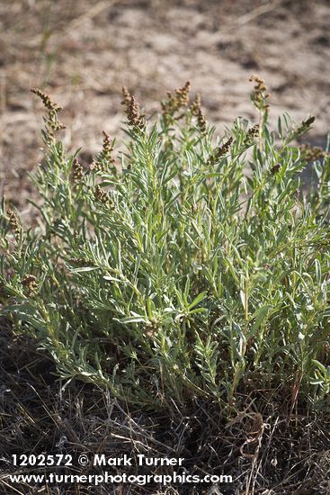 Atriplex gardneri var. falcata