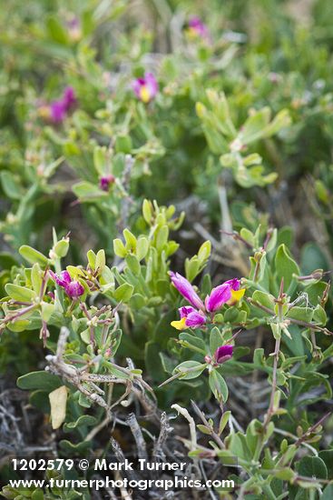 Polygala subspinosa