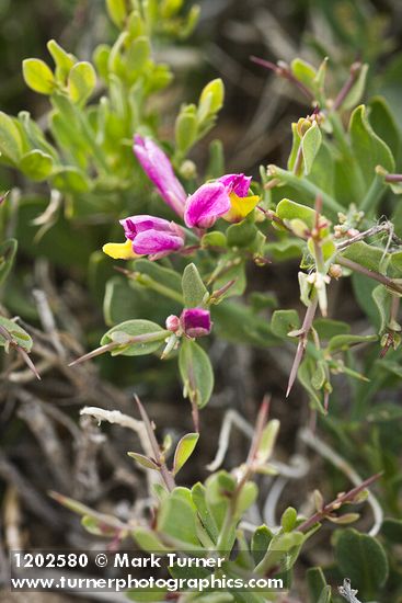 Polygala subspinosa