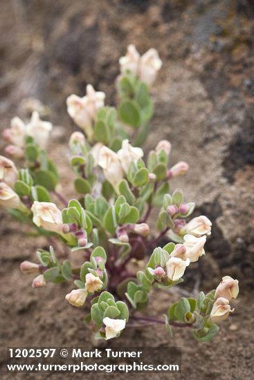 Scutellaria nana