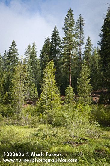 Alnus incana ssp. tenuifolia; Pinus ponderosa; Betula pumila var. glandulifera; Abies sp.; Salix sp.