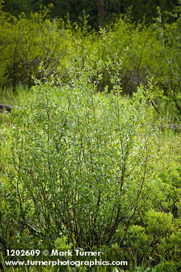 Betula pumila var. glandulifera