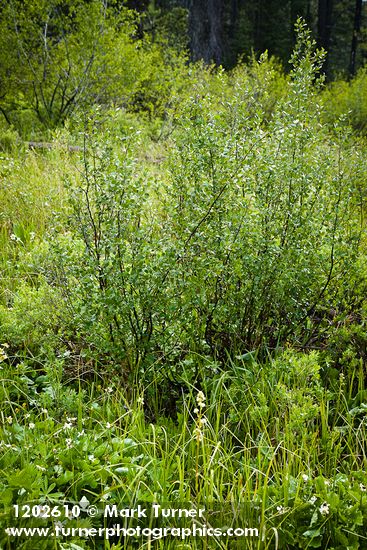 Betula pumila var. glandulifera