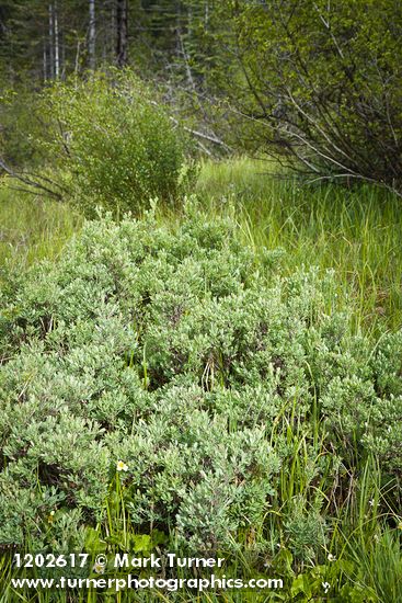 Vaccinium uliginosum; Betula pumila var. glandulifera