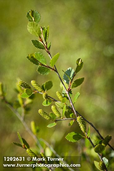 Betula pumila var. glandulifera