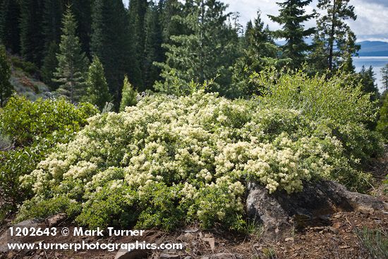 Ceanothus cordulatus