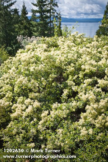 Ceanothus cordulatus