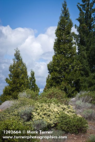 Ceanothus cordulatus; Arctostaphylos patula; Calocedrus decurrens; Pinus monticola