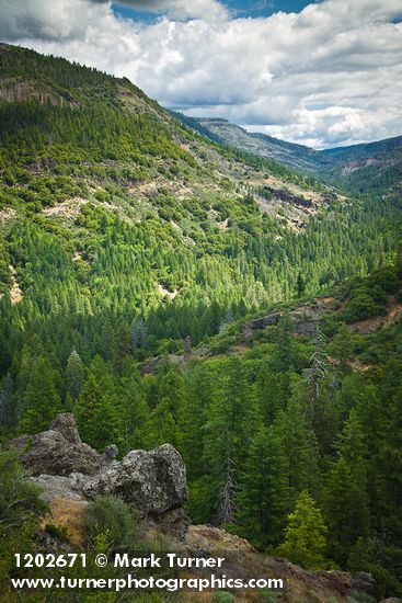 Abies sp.; Pinus ponderosa; Arctostaphylos sp.