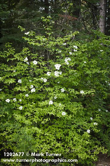 Cornus nuttallii