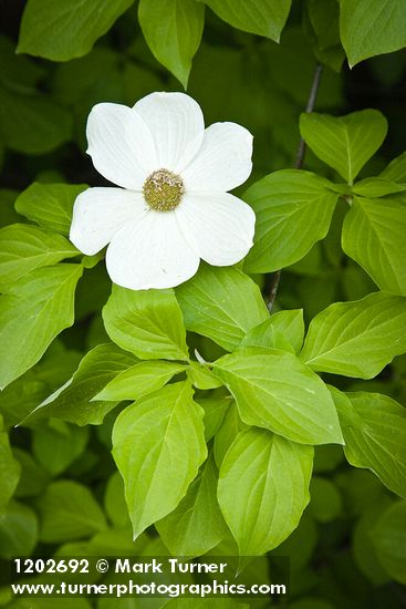 Cornus nuttallii