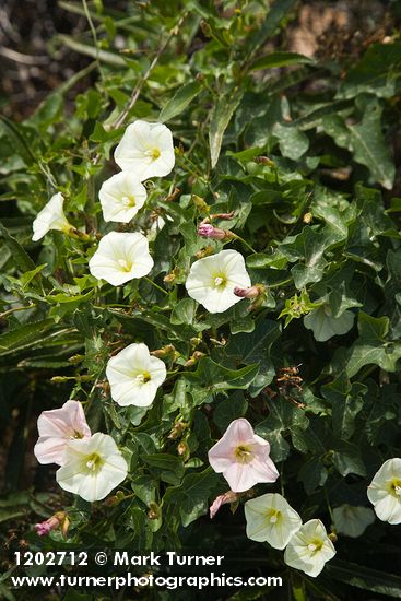 Calystegia malacophylla