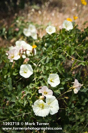 Calystegia malacophylla