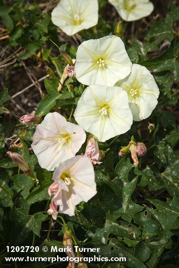 Calystegia malacophylla