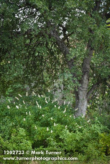 Aesculus californica; Quercus douglasii