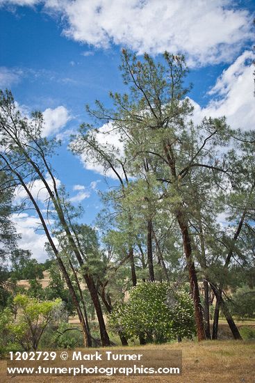 Aesculus californica; Pinus sabiniana