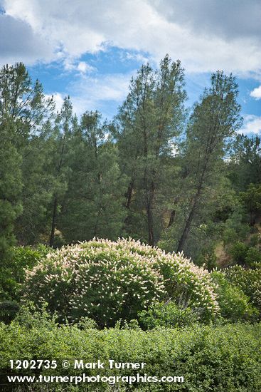 Aesculus californica; Pinus sabiniana