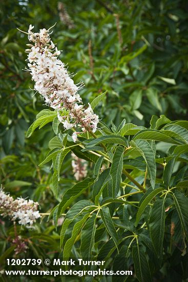 Aesculus californica